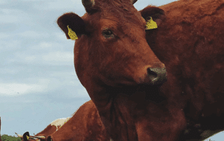 Marcus Food home page cow